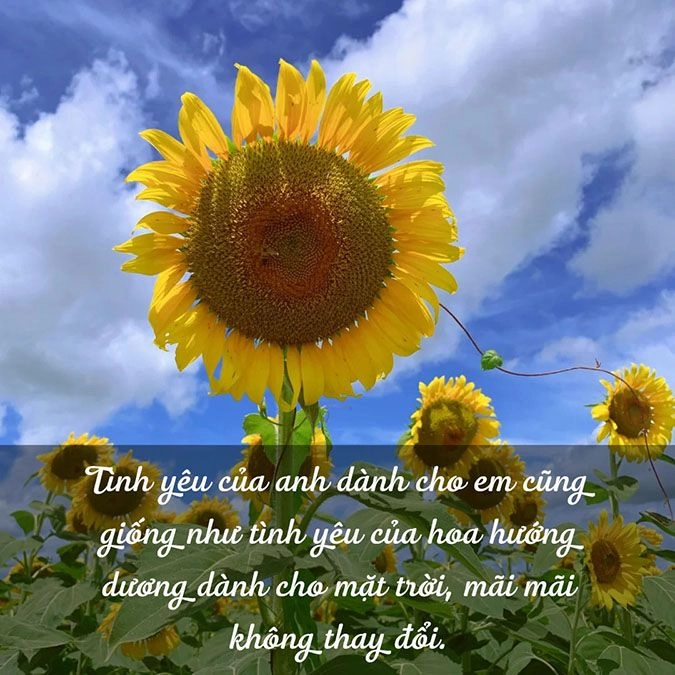 Nắng nghiêng lòng người hoa hướng dương