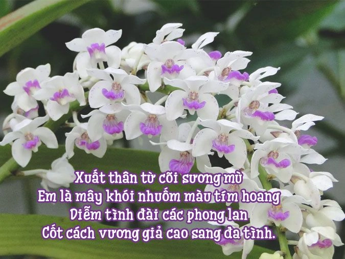 Ánh nắng đầu ngày rơi trên hoa lan thanh khiết