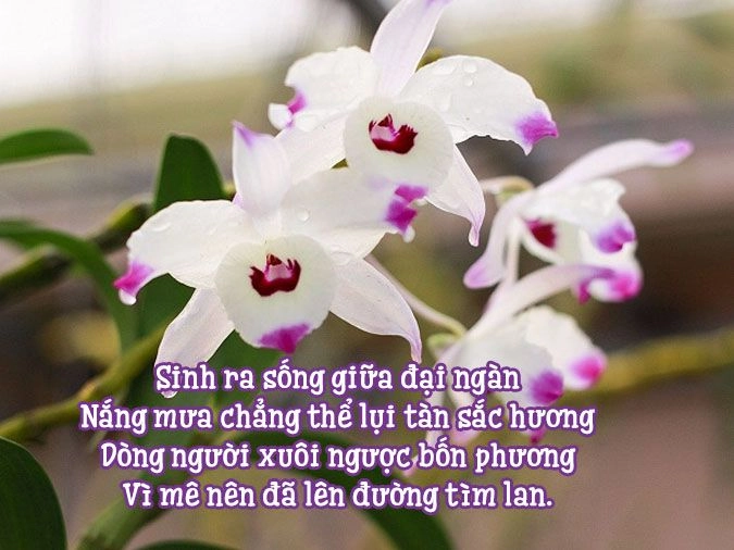 Gió cuốn nhẹ theo từng hồn lan ẩn trong sương