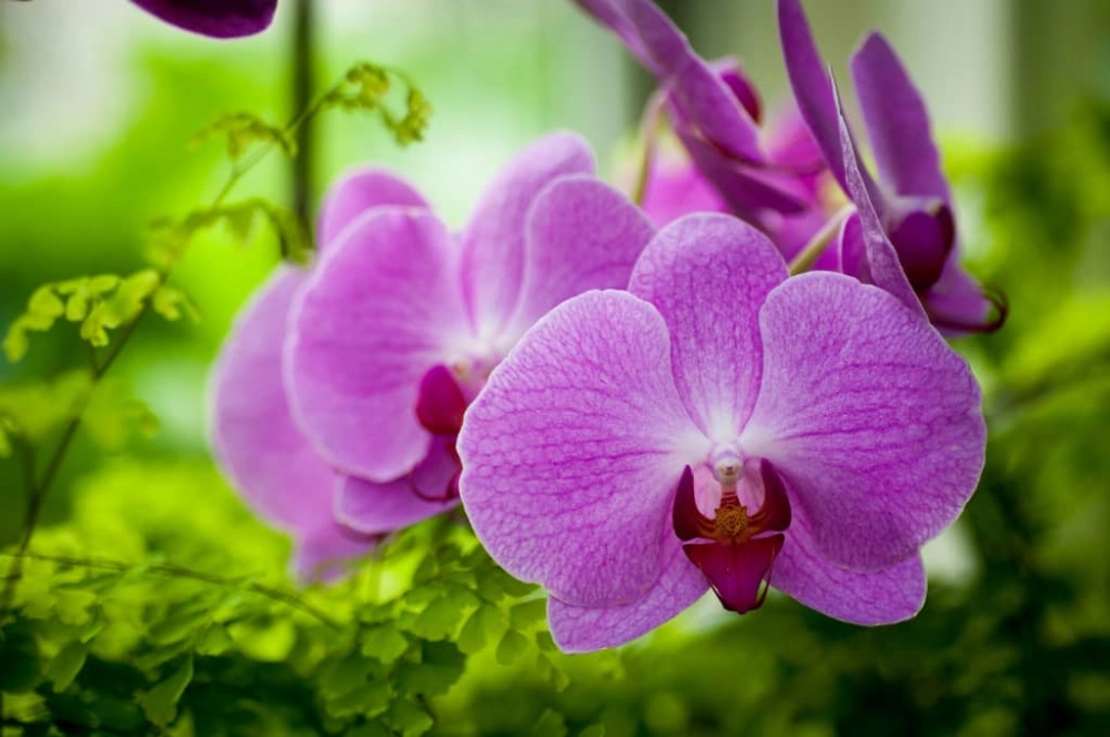 Gió cuốn theo vũ điệu loài hoa lan tím hoang