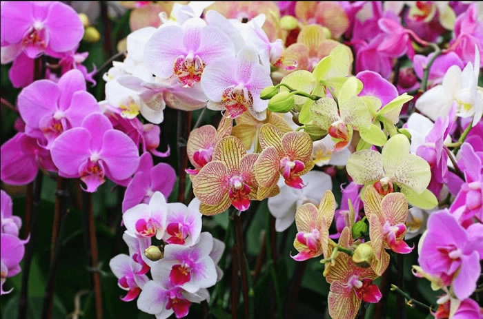 Cuốn hút ánh nhìn bởi sắc lan rừng muôn màu
