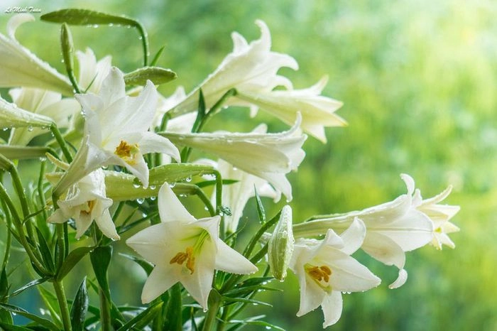 Nơi đâu mùa hạ bắt đầu khi những bài thơ về hoa loa kèn gọi tên