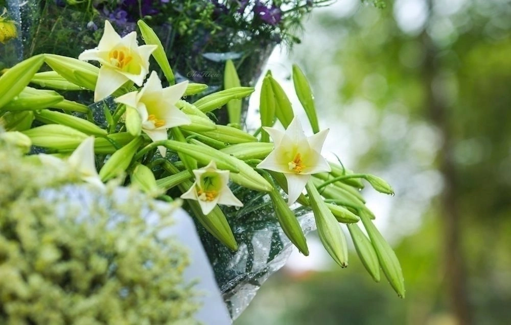 Day dứt loa kèn len lỏi vào từng dòng thơ về hoa loa kèn trong tim