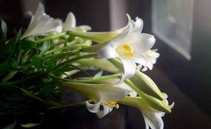 Mùa hoa loa kèn về cùng những bài thơ về hoa loa kèn xao xuyến