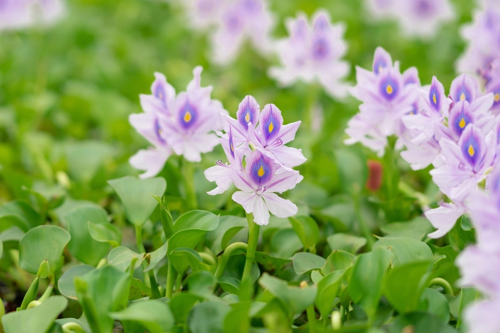Nghe vọng về lời tâm sự lục bình lặng lẽ
