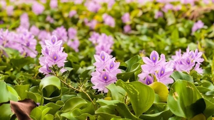 Phận em long đong như cánh lục bình hoài