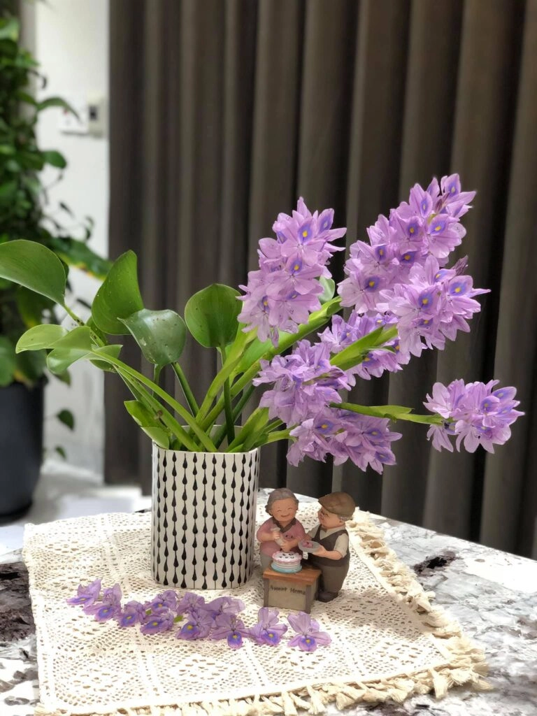 Nghe như em gọi lục bình ơi chiều tím