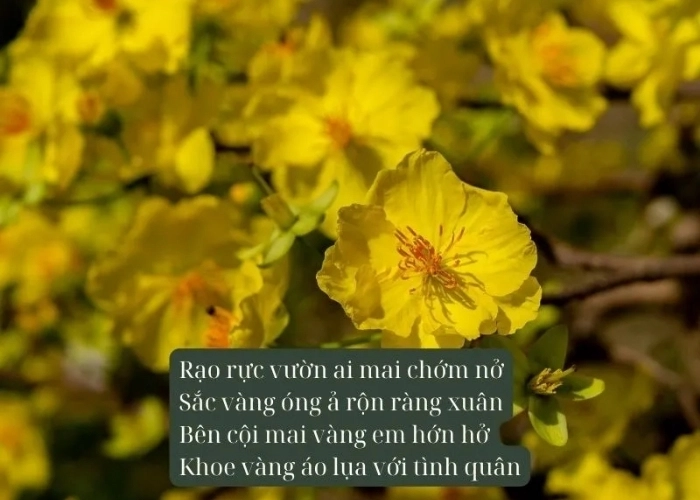 Mai vàng rực rỡ trong các bài thơ về hoa mai xuân sang