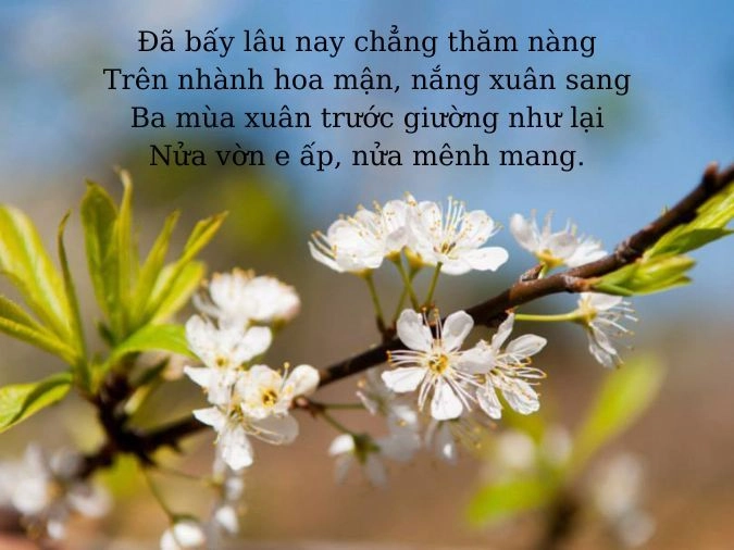 Các bài thơ về hoa mận gợi nhớ ta về Tây Bắc mùa xuân