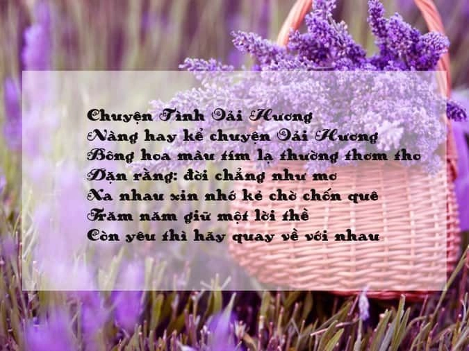 Lặng im giữa chiều tình yêu Lavender