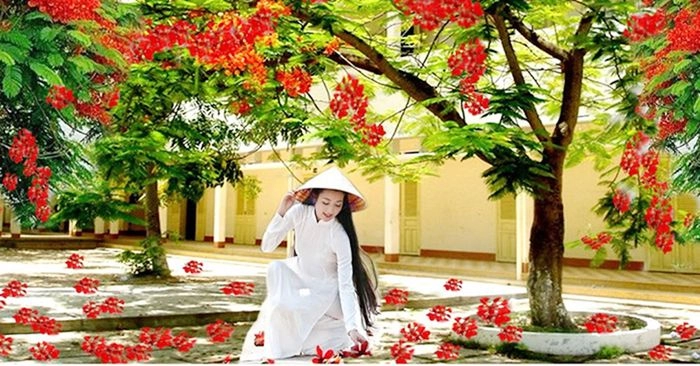 Thơ về hoa phượng và ký ức Mùa hè trở lại