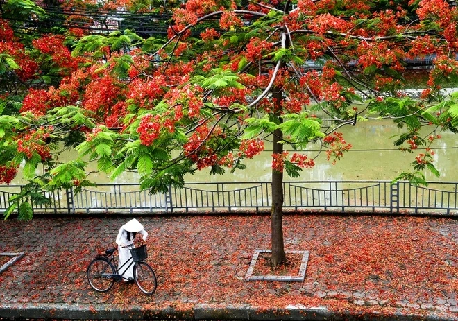 Thơ về hoa phượng buồn tênh Cây phượng lạc lối