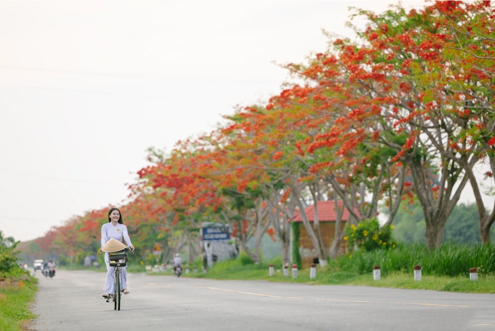 Thơ về hoa phượng đón Mùa hè