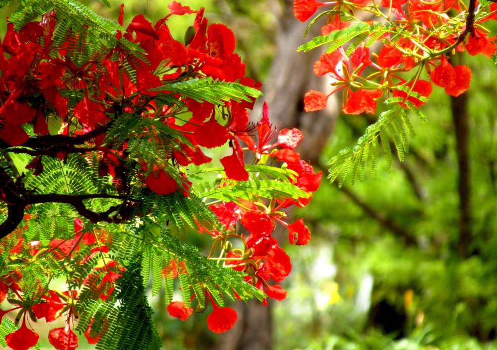 Thơ về hoa phượng cùng Ve phượng gọi hè