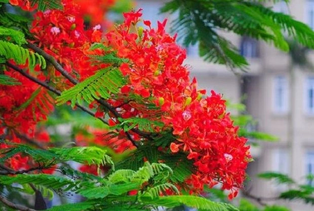 Thơ về hoa phượng cháy lên Màu hoa đỏ