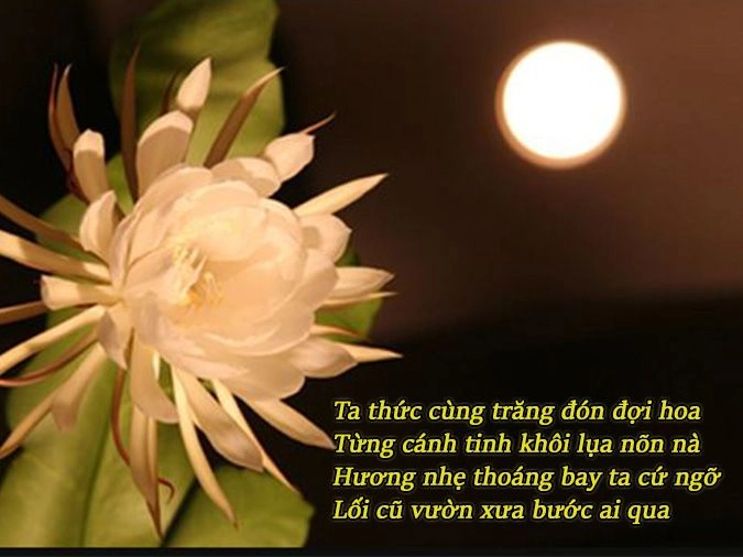 Đêm dịu dàng thoảng chút hương quỳnh giữa lòng phố