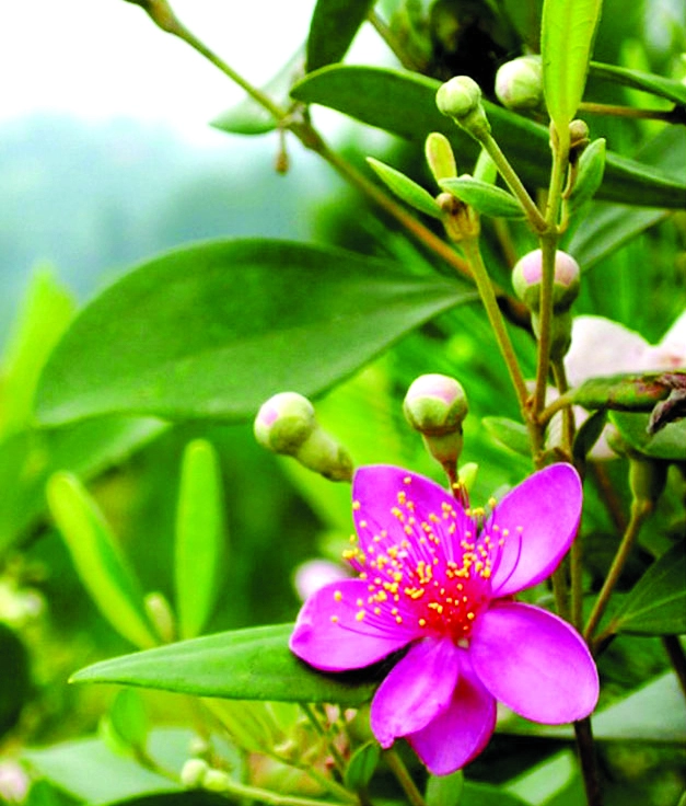 Xao xuyến ánh chiều màu tím hoa sim mơ màng