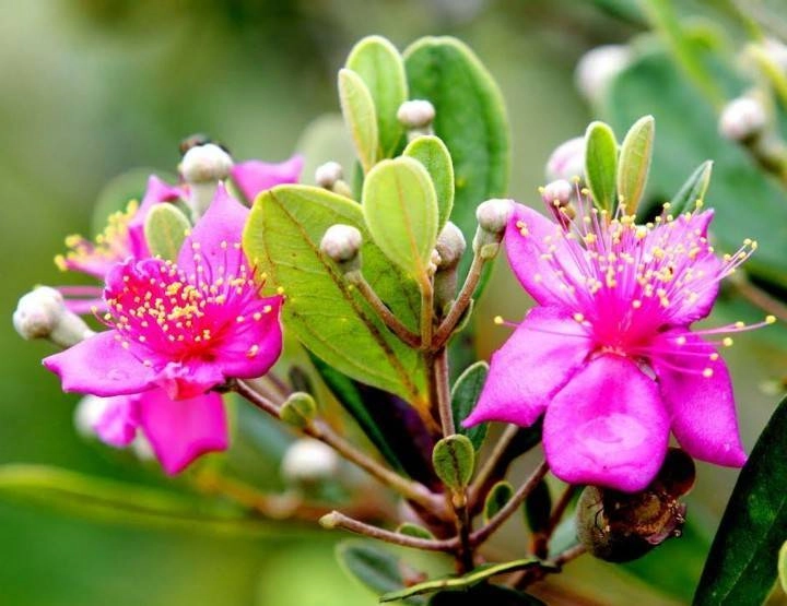 Tình xưa còn đó hậu tình hoa sim khôn nguôi