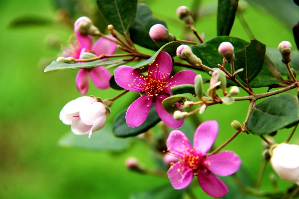 Truyền thuyết còn mãi bông hoa sim nhuốm máu