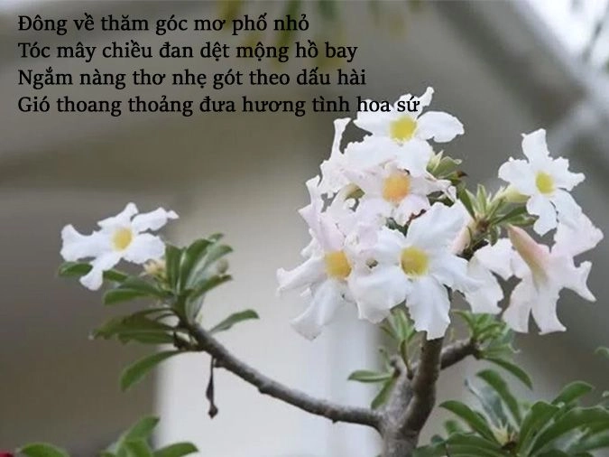 Mỏng manh hương sắc Hoa sứ chiều rơi