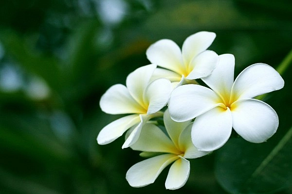 Sắc vàng lặng lẽ về cùng Thu
