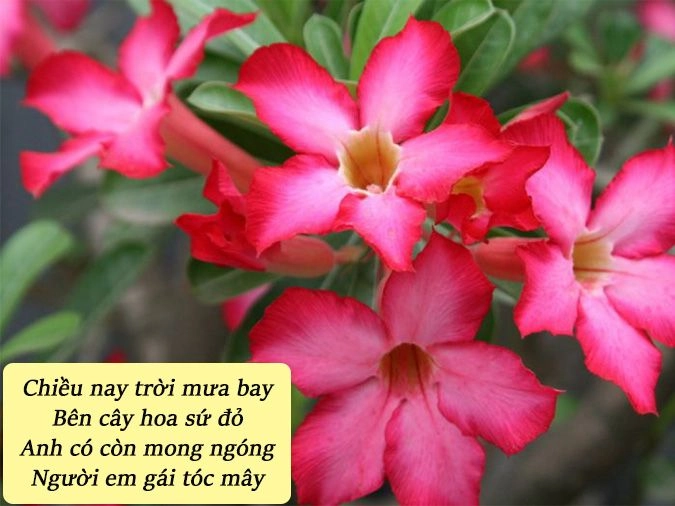 Rung rinh trước gió Hoa sứ nhà em