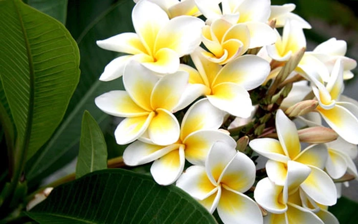 Đong đầy ánh mắt Hoa sứ kìa…