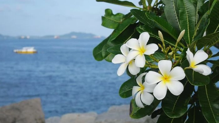 Nhớ da diết mãi Hoa sứ ngày xưa