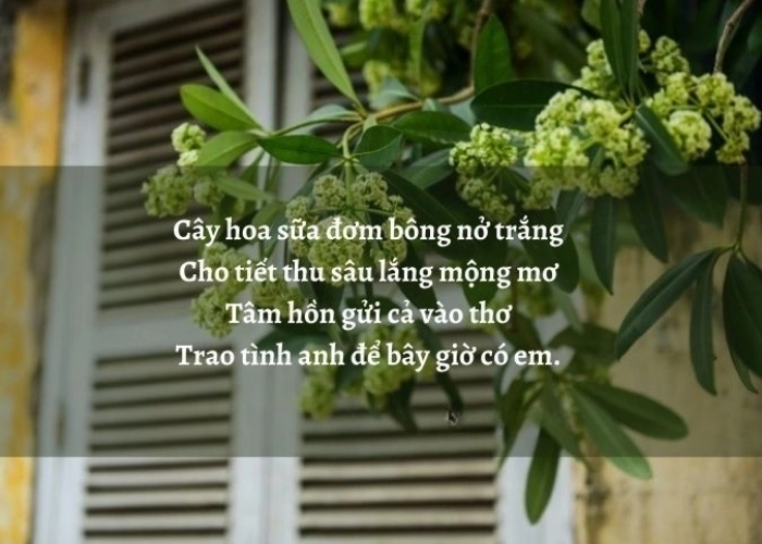 Hoa sữa thơ về hoa sữa mang hương nồng giữa phố