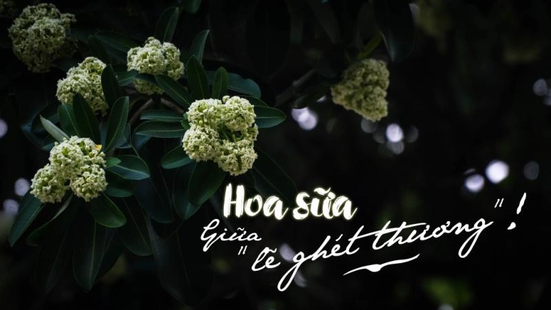 Bất ngờ với hoa sữa tháng 5 trong thơ về hoa sữa đầu hè