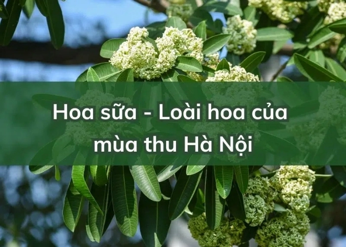 Hà Nội mùa hoa sữa là nơi khởi nguồn thơ về hoa sữa