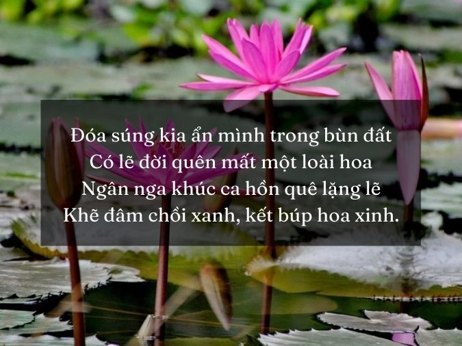 Thơ dịu dàng bên hoa súng ao nhà ven sông