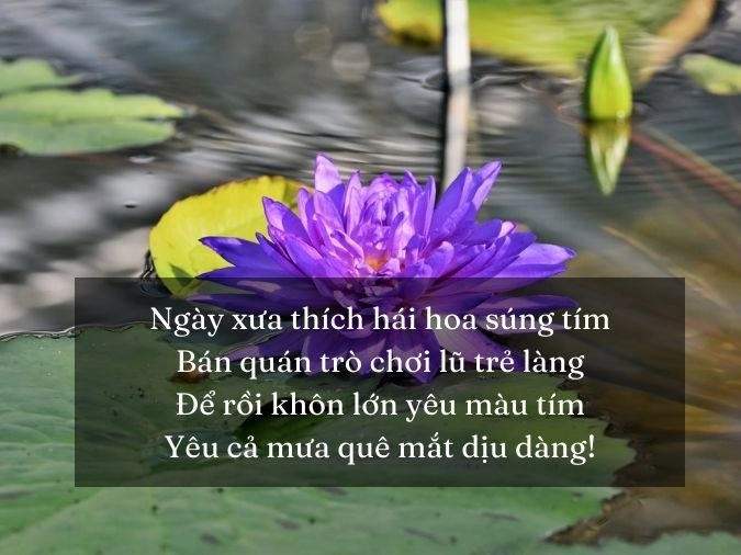 Tình xưa vọng lại chuyện tình hoa súng trong veo