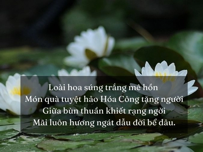 Gọi nhẹ tên em hoa súng ơi ! giữa chiều thu