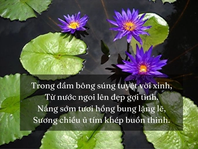Chiều thơm nỗi nhớ em và hoa súng tím nao nao