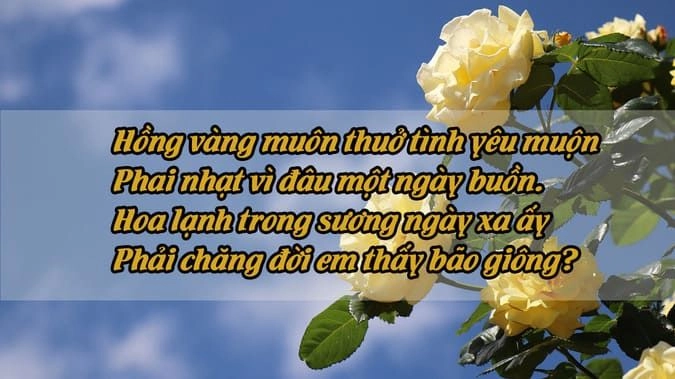 Hồng vàng  Hoa hồng tím Hoa hồng đỏ trong tim Hoa hồng trắng thanh khiết Hoa hồng trắng và em Hoa hồng vàng ngày nắng Hoa hồng vàng mùa thu Đóa hồng thắm Tình hiếu Hoa hồng bất ngờ Đóa hồng thắm Hồn hoa hồng