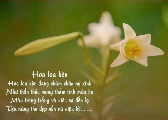 Tình khúc hoa loa kèn vang lên trong những bài thơ về hoa loa kèn