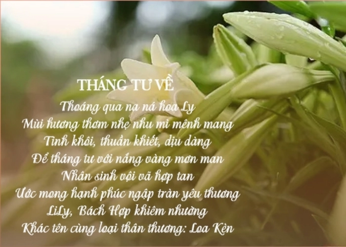 Nơi đâu mùa hạ bắt đầu khi những bài thơ về hoa loa kèn gọi tên