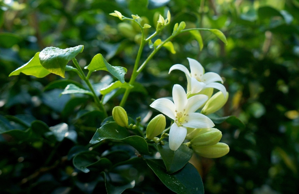 Nhẹ buông câu thơ từ phận oan lá chắn lòng ai