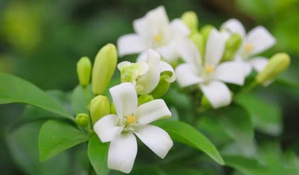 Tựa vai em giữa bên vòng nguyệt quế tỏa hương