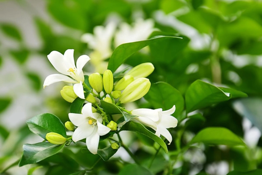 Thương ai đứng đợi bên bến tương tư mộng dài