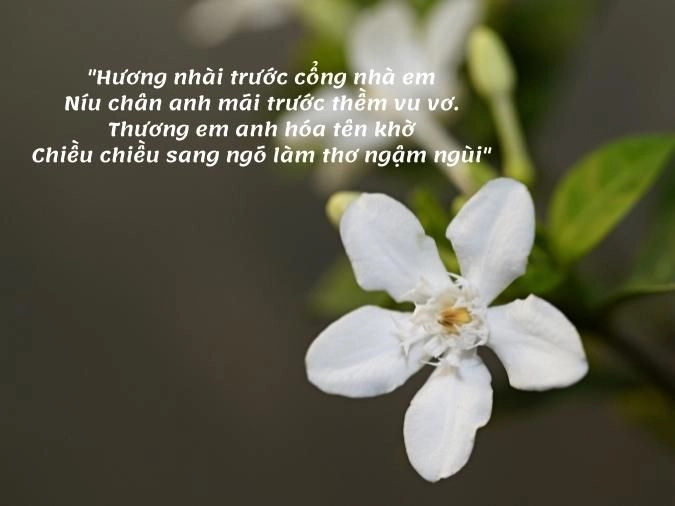 Trắng tinh khôi một đóa Hoa nhài thơm