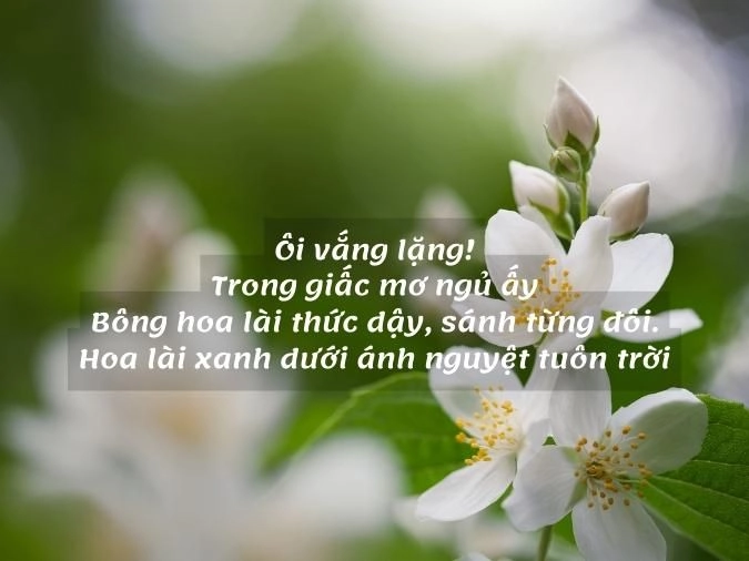 Bình dị hương quê Hoa lài đằm thắm