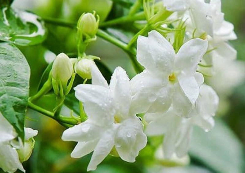 Gửi hương nhài về với Biển xưa mênh mông