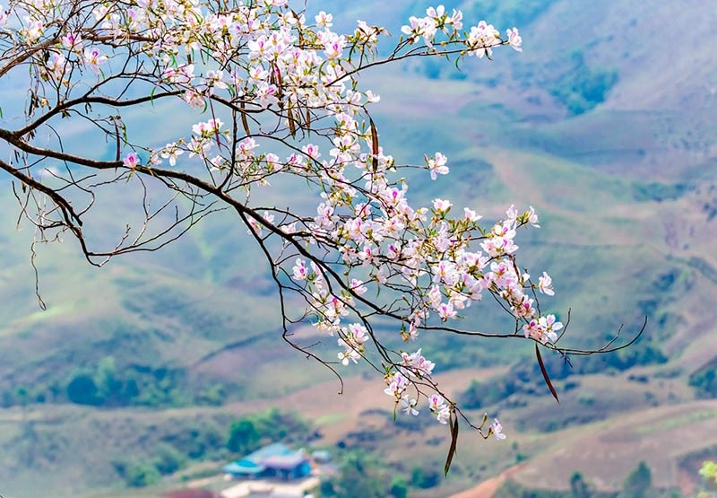 Mùa nở rực rỡ Chuyện tình hoa ban trắng