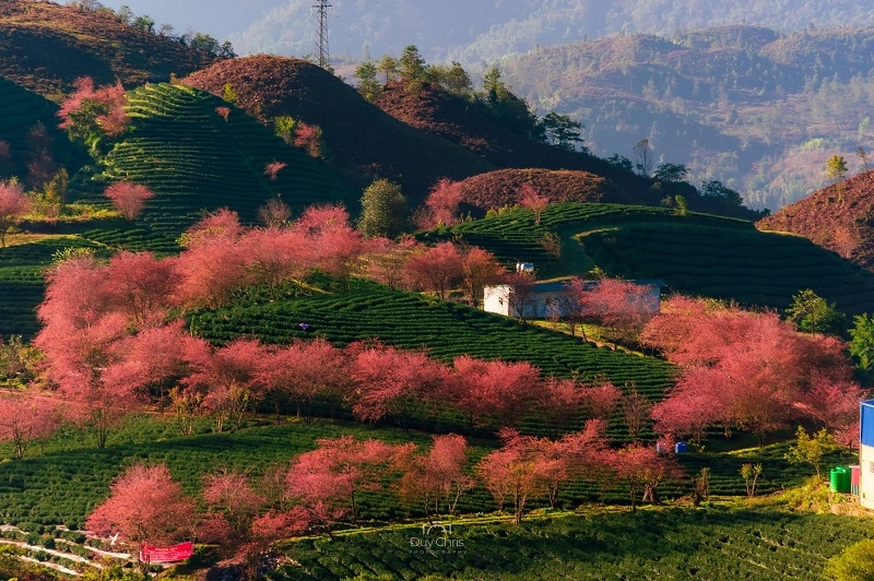 Nắng hồng rực rỡ Mùa xuân cho em