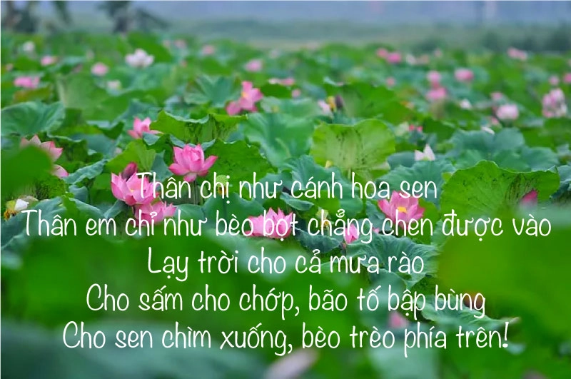Bài thơ về sen khắc họa hình ảnh Vịnh hoa sen tuyệt đẹp