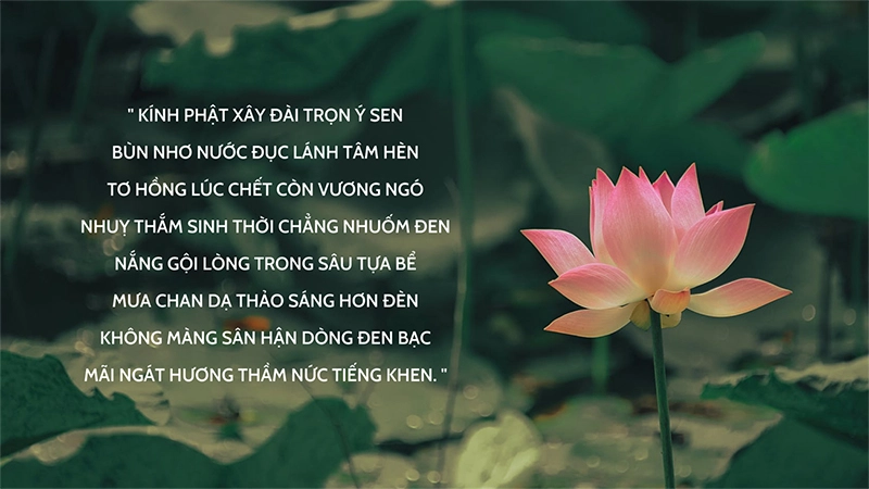 Kí ức về đóa sen sống lại trong từng bài thơ về sen