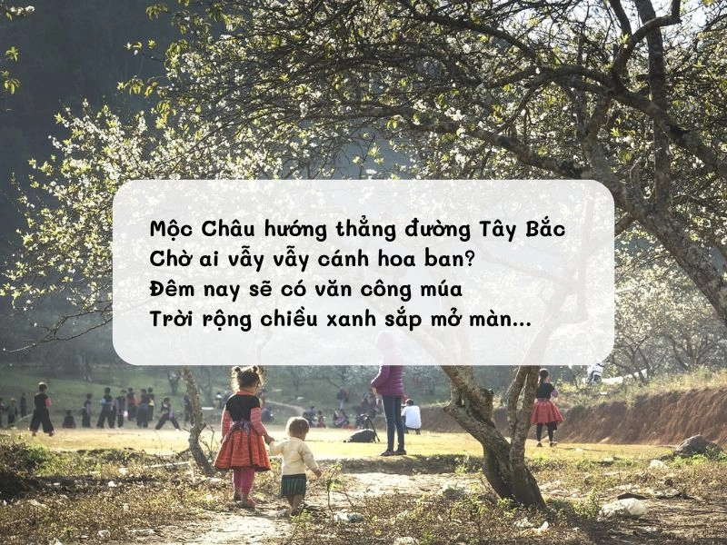 Lặng lẽ đẹp như Có một Mộc Châu tuổi thơ tôi
