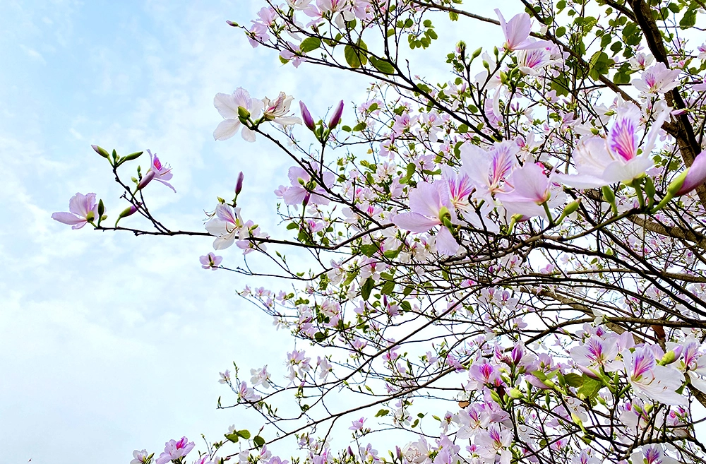 Sắc tím mơ màng từ Cây ban trên rừng cao